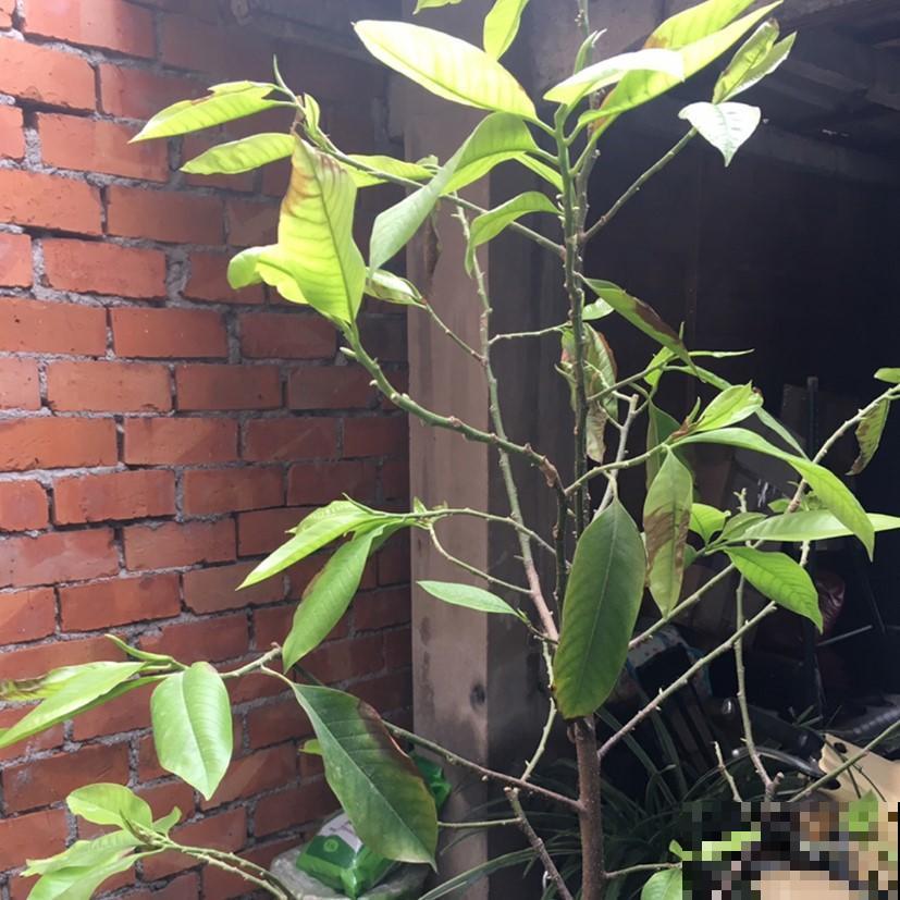 4种最美兰花，不知养什么兰，就选这些！