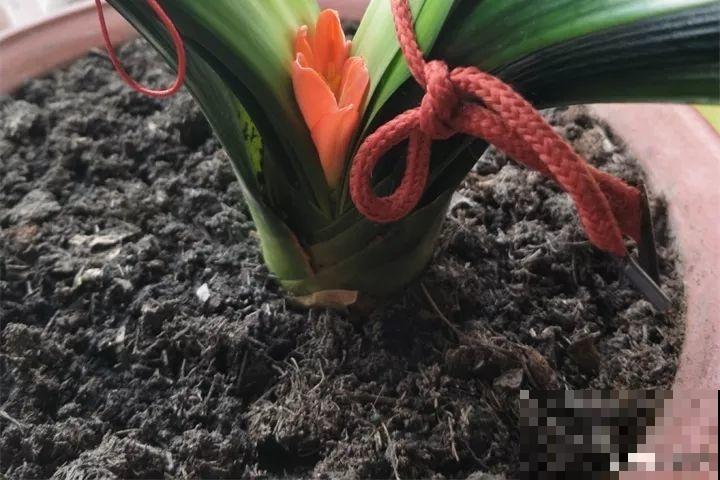 家里植物都这样了，换盆是关键，啥花都能养长久！