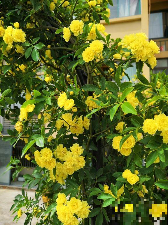 这6种花，最适合养在院子里，一棵就能变花园！