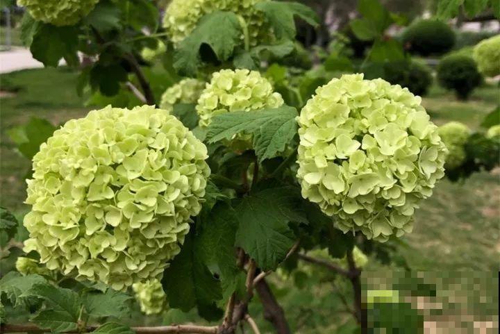 月季花上长多肉？头一回见，邻居天天跑来看！