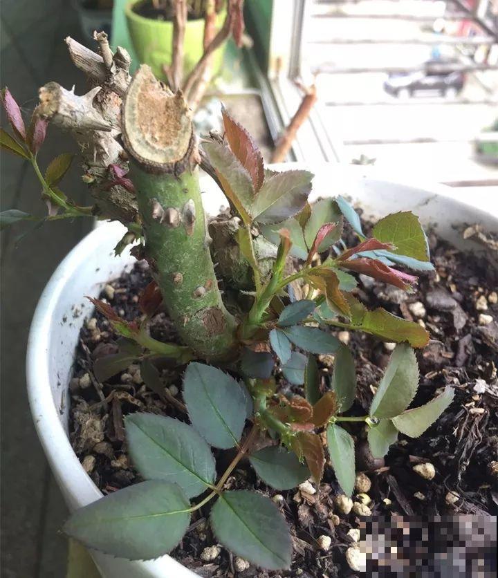 这花不能养太老，越老越不爱开花，最后变成木疙瘩！