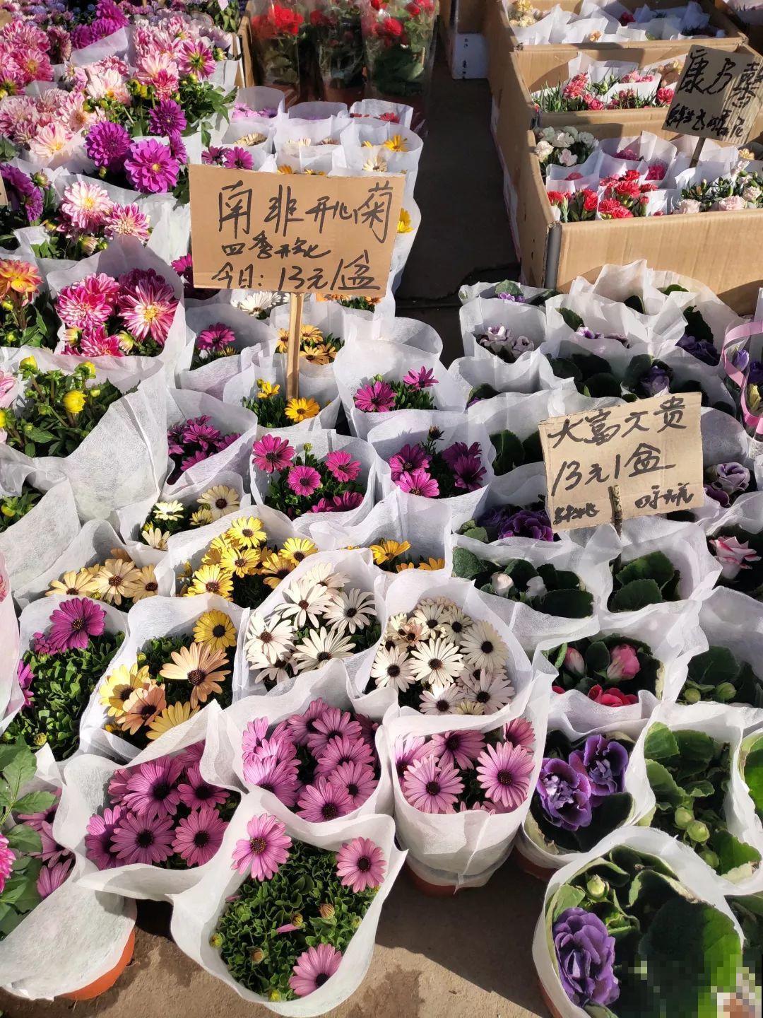 花市有你想象不到的魅力，便宜又好看，过年买回一大堆！