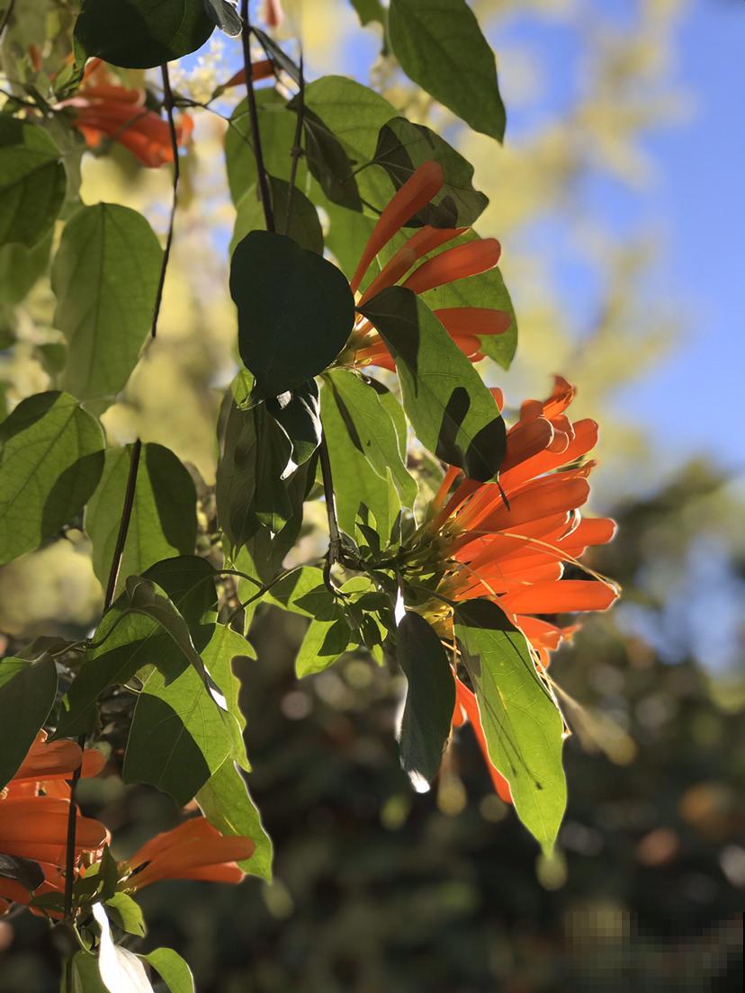这花最适合过年养，开花红红火火，爬满整面墙