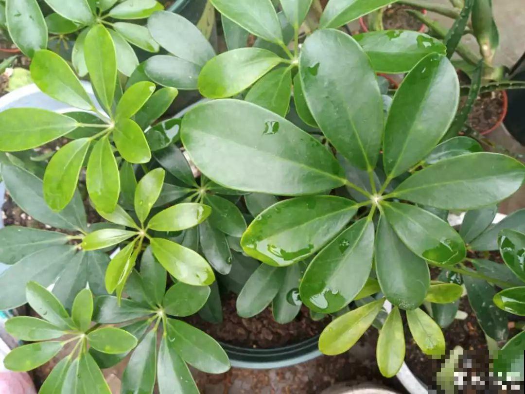 这4种花养在家里，就是一个小型的加湿器，不干不躁真舒服！