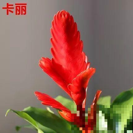 这花一开就是大半年，红红火火，不知道的还以为是塑料花！
