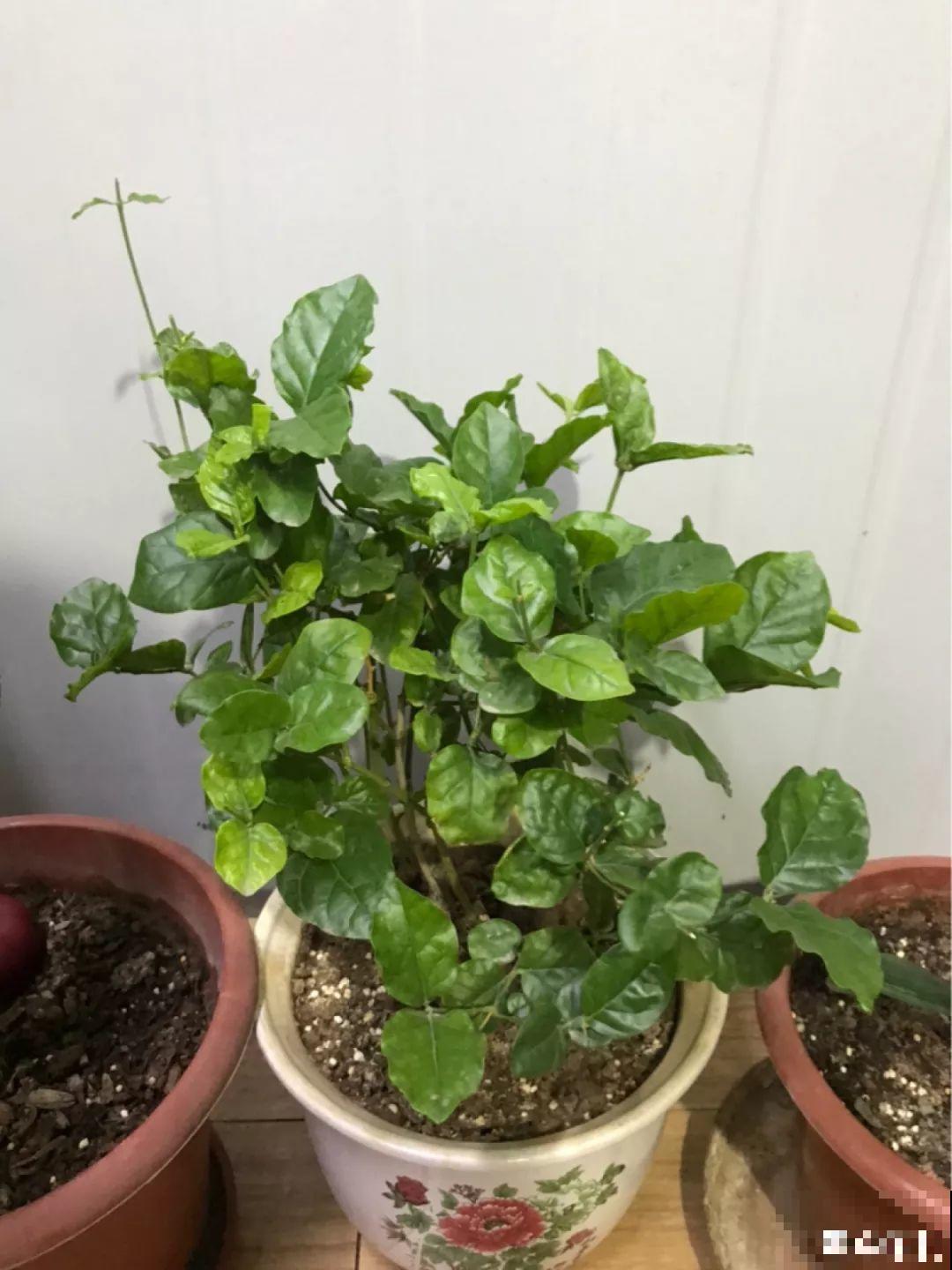 冬天修剪分“轻重”，有的花剪狠了，小心再也不开花！