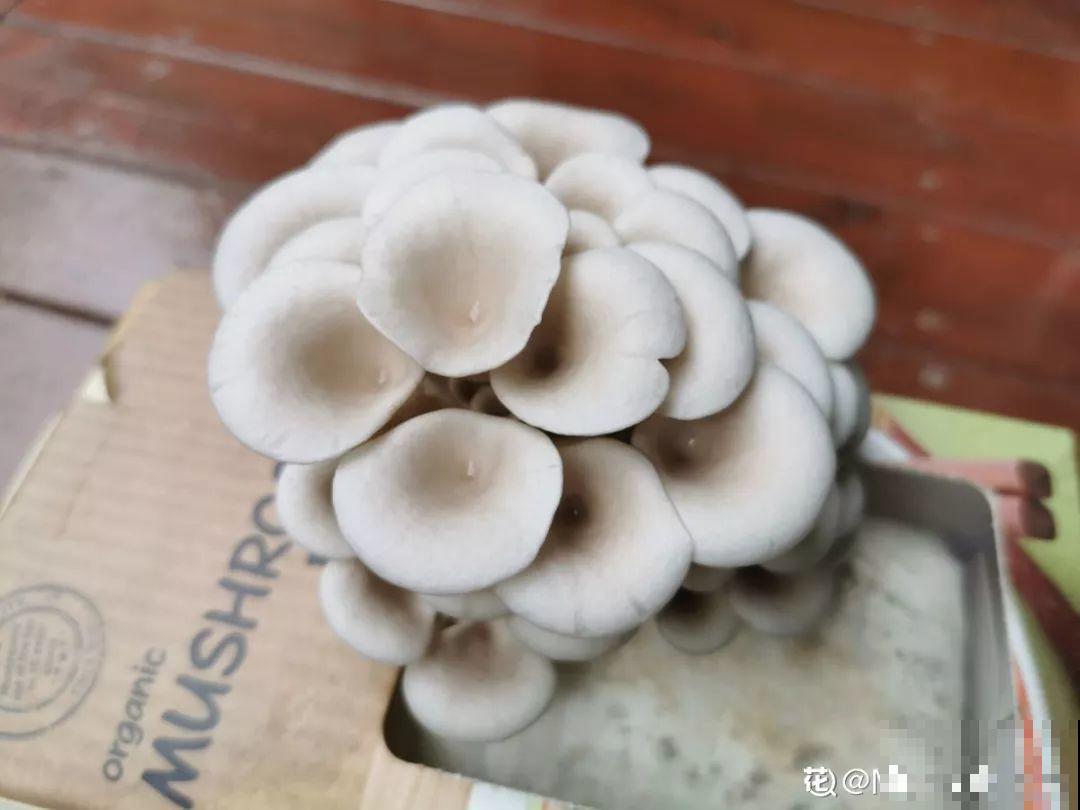 家里阳光差，试着养盆它，不但长的快还能吃！