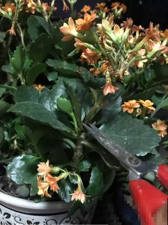 这6种花开败了？抓紧剪两刀，还能再开两三茬！