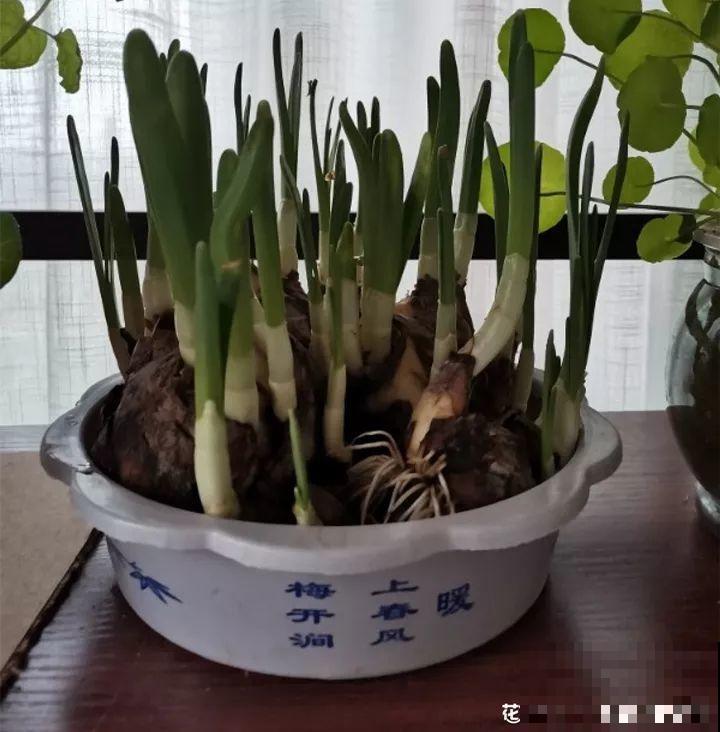 别让这花长太高，小心变成“韭菜”，再也不开花！
