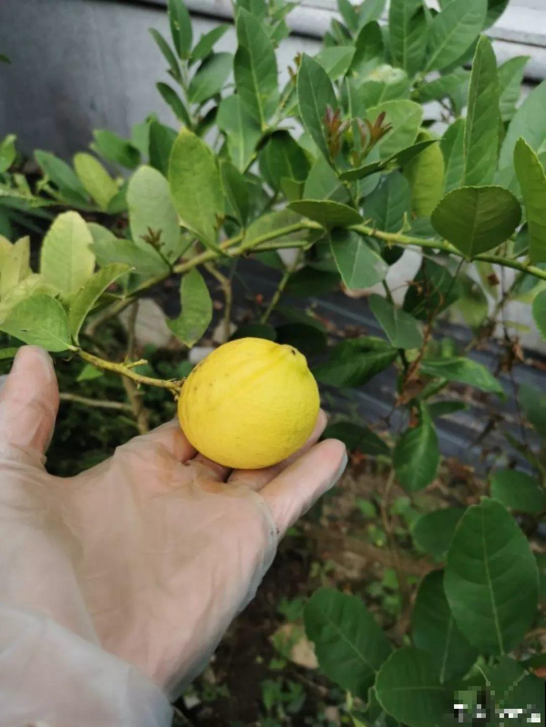 这5种花就适合冬天养，满盆都是金果子，好吃又好看！