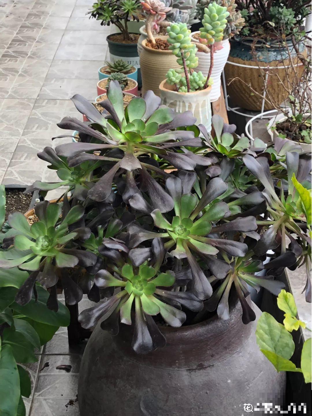 法师冬天这么养，嗖嗖长，照样长胖好几圈！