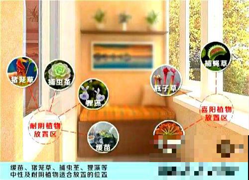 会吃虫子的植物，家里小孩都喜欢，养一盆干净又杀虫！
