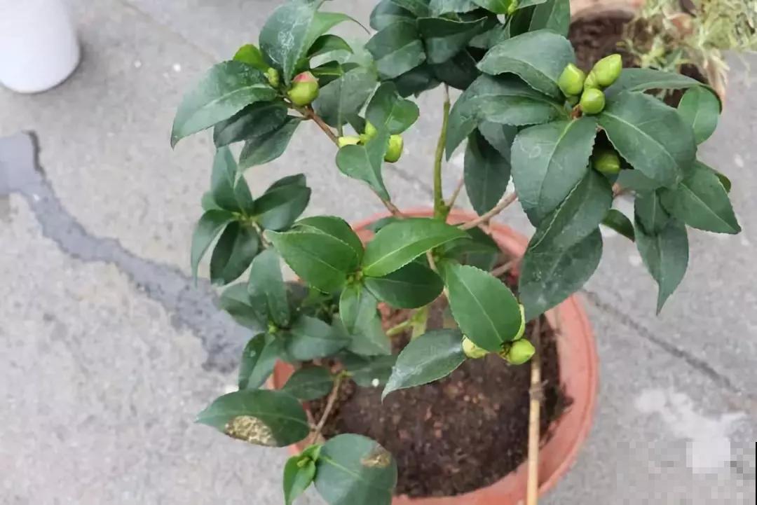 茶花迎来盛花期，16个最美品种，养一棵就足了！