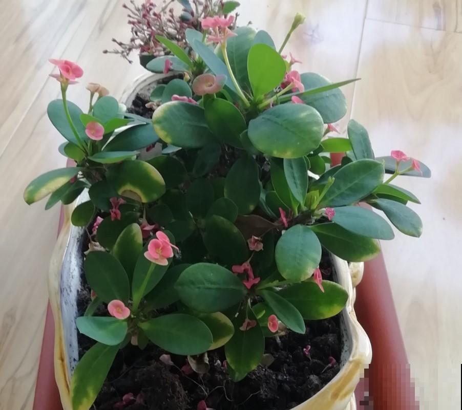 冬天的虎刺梅咋养护？学一招，3个月后就能开花了！