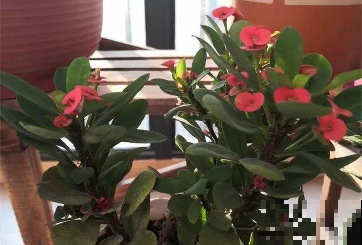 这8种花，其实都是多肉，旱着养才能长爆盆！