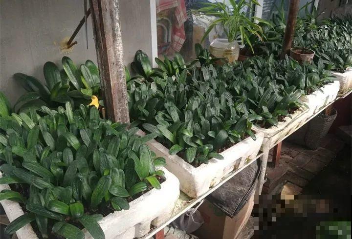 养这花真赚钱，一年能生3麻袋，邻居朋友抢着要！