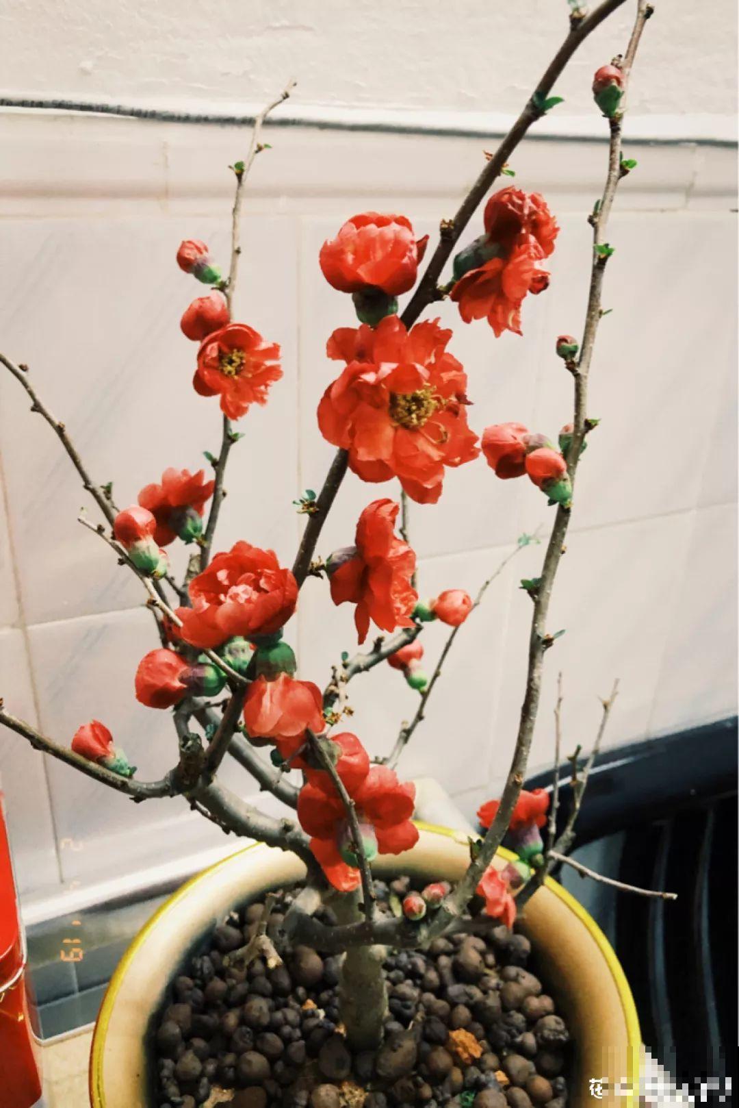 冬天养5种梅花，冰天雪地也在开，香味飘满屋！
