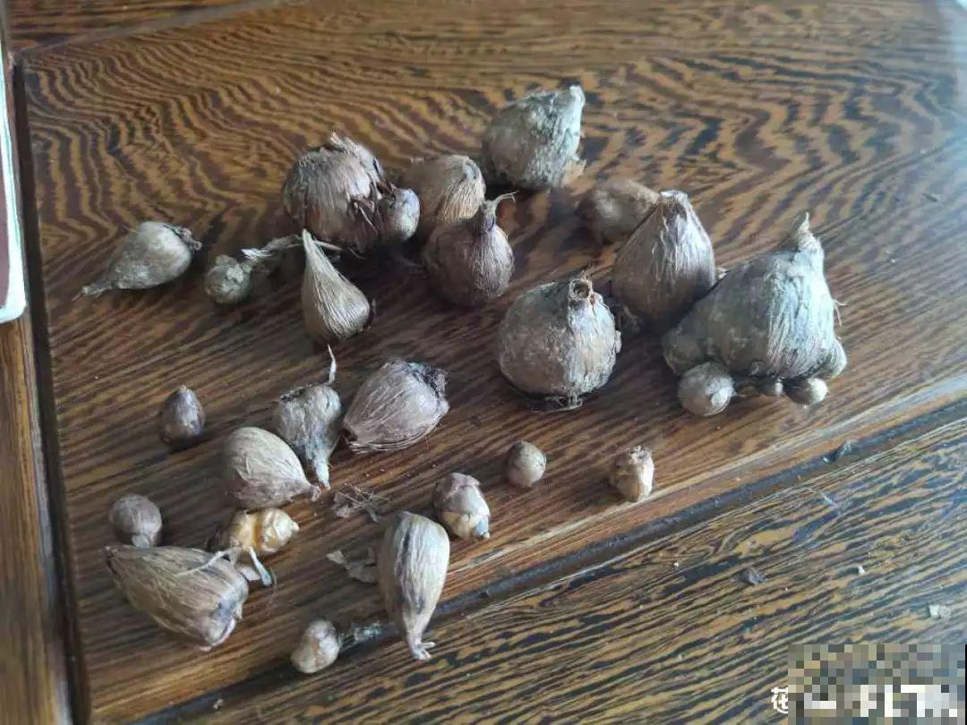 香雪兰盆里插根棍，绑一绑就窜花芽，一批一批开不停！