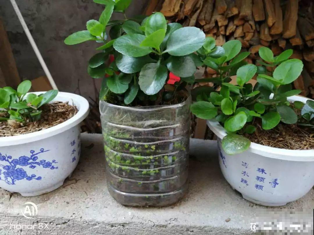 长寿花搬回家，记住“四不要”，免得掉得满地都是花苞！
