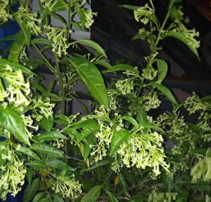 家里的植物别瞎摆，6种花要注意，养在家里不安全！