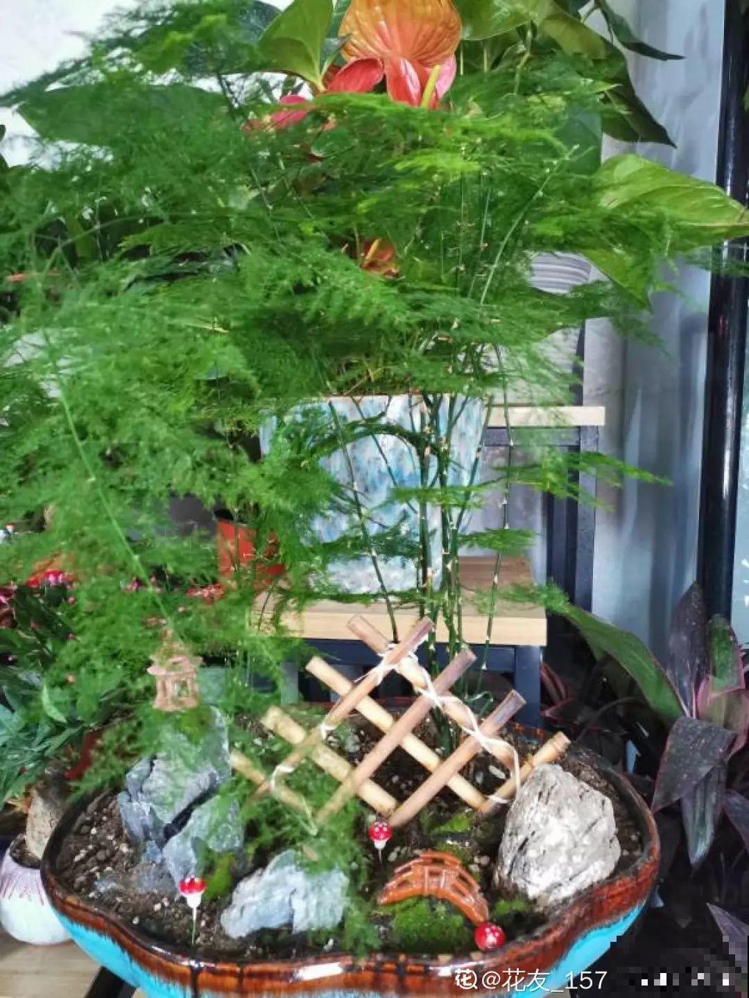 这4种花养在家里，就是一个小型的加湿器，不干不躁真舒服！