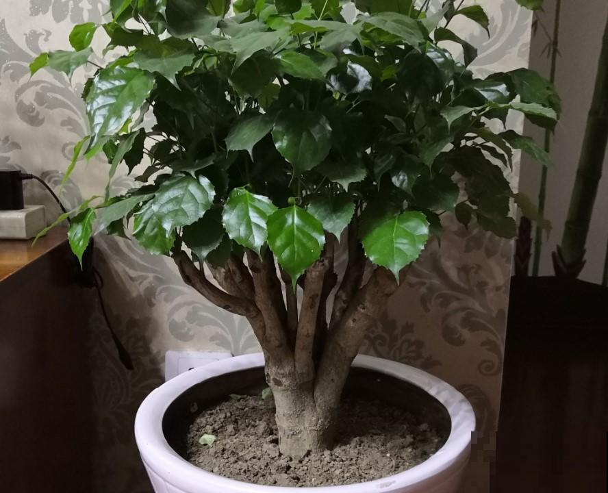 家里的幸福树要变秃，注意这4点，就能改善不少问题！