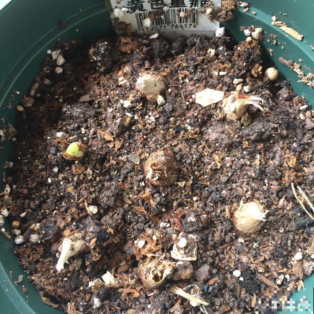 香雪兰盆里插根棍，绑一绑就窜花芽，一批一批开不停！