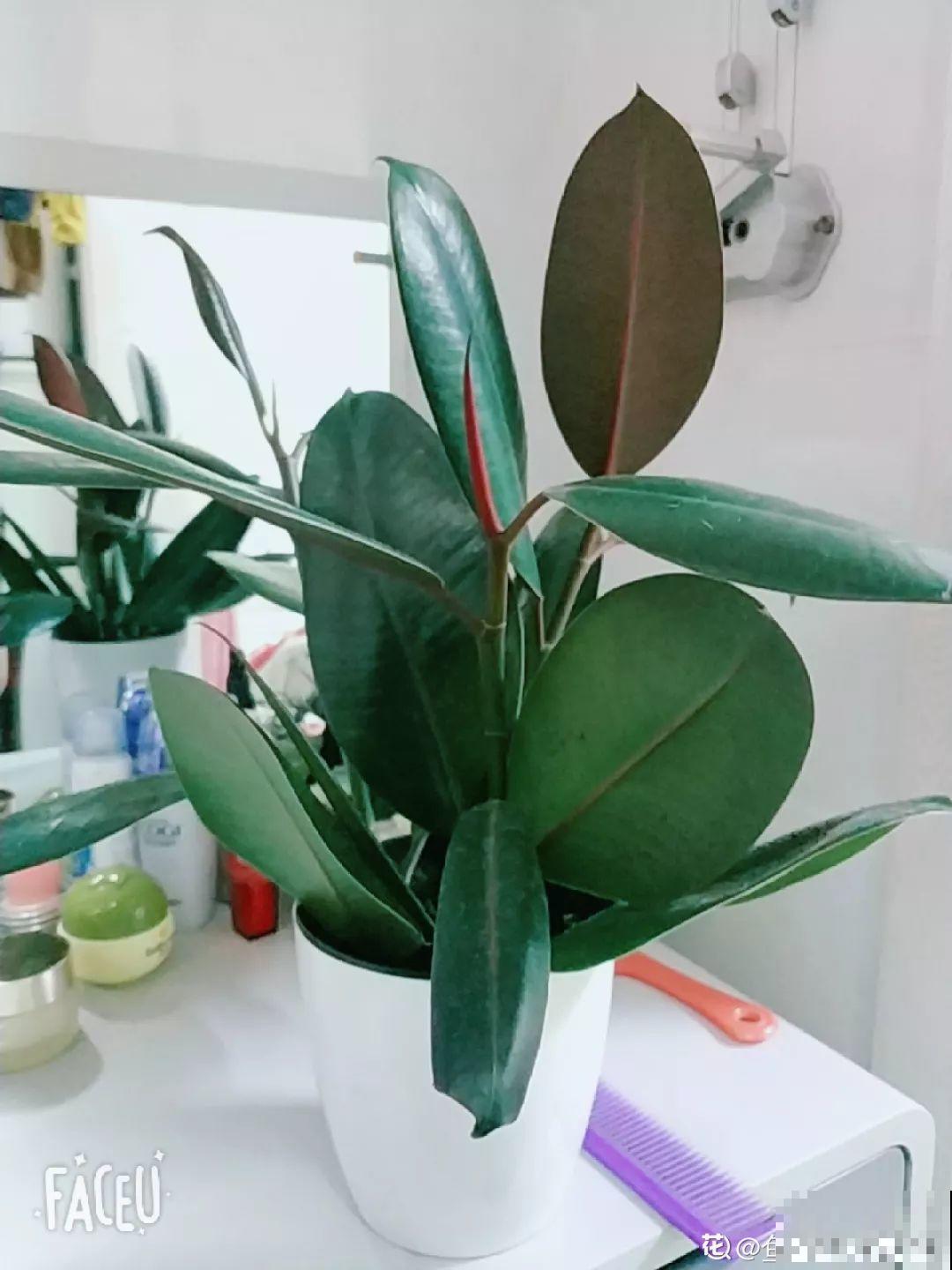 这4种花养在家里，就是一个小型的加湿器，不干不躁真舒服！