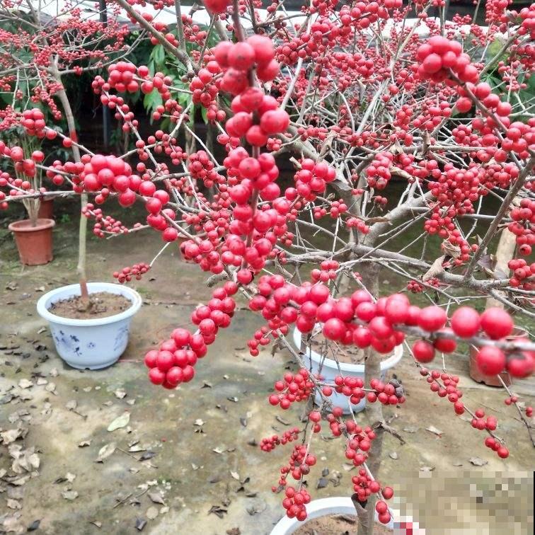 见过能结果的枯树枝吗？过年买几枝，鲜艳果子能挂到明年春！