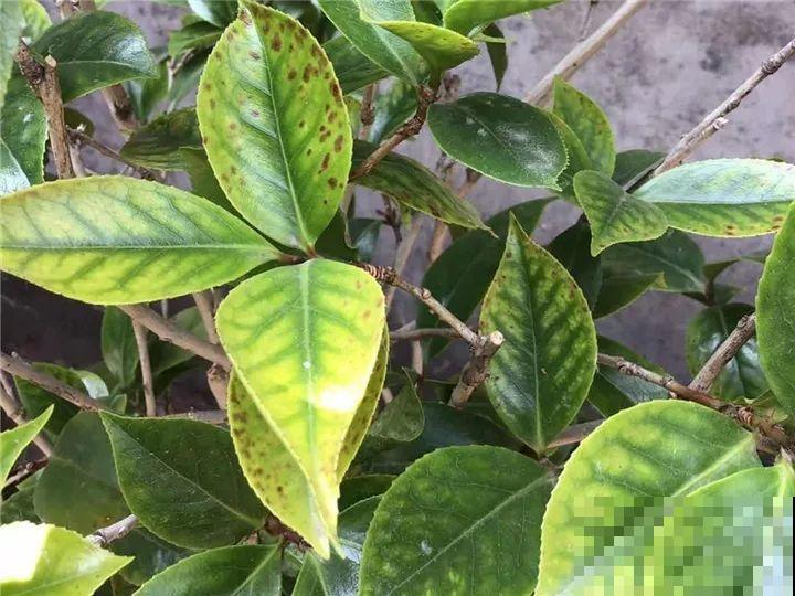 这花想要冬天开，就得狠心剪两刀，满树红花惹人爱！