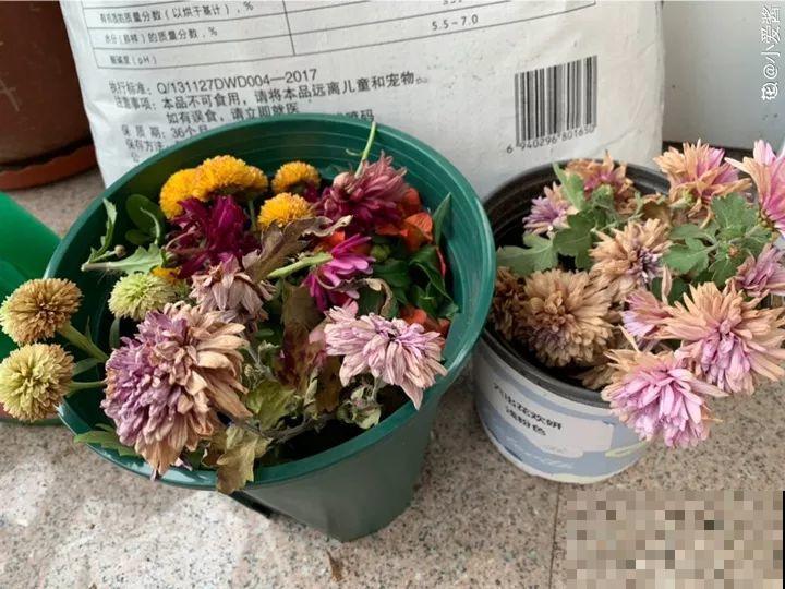 冬天修剪分“轻重”，有的花剪狠了，小心再也不开花！