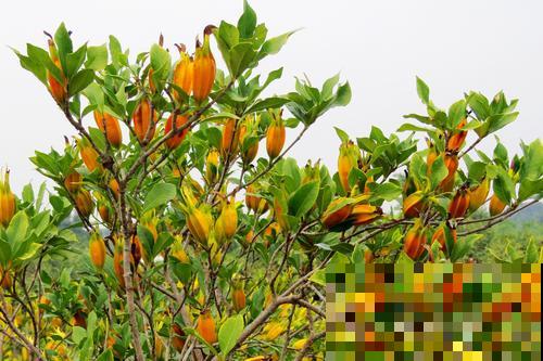 山上看见满树小黄果，好多人摘回家给馒头染色，原来叫这名！