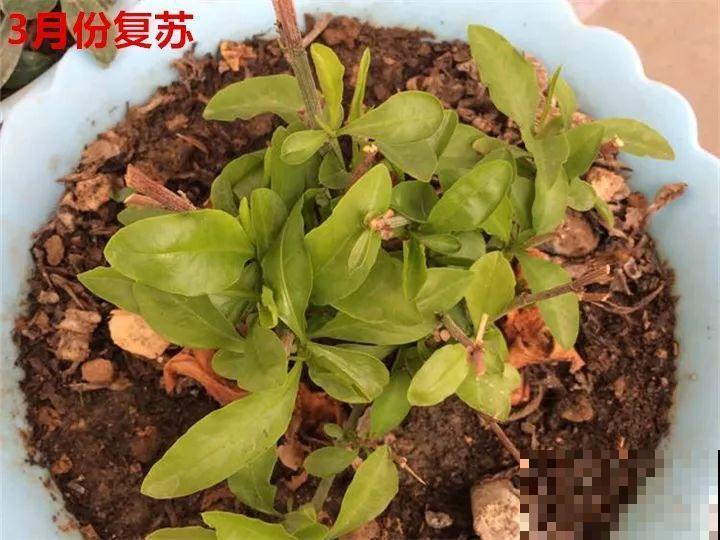冬天修剪分“轻重”，有的花剪狠了，小心再也不开花！