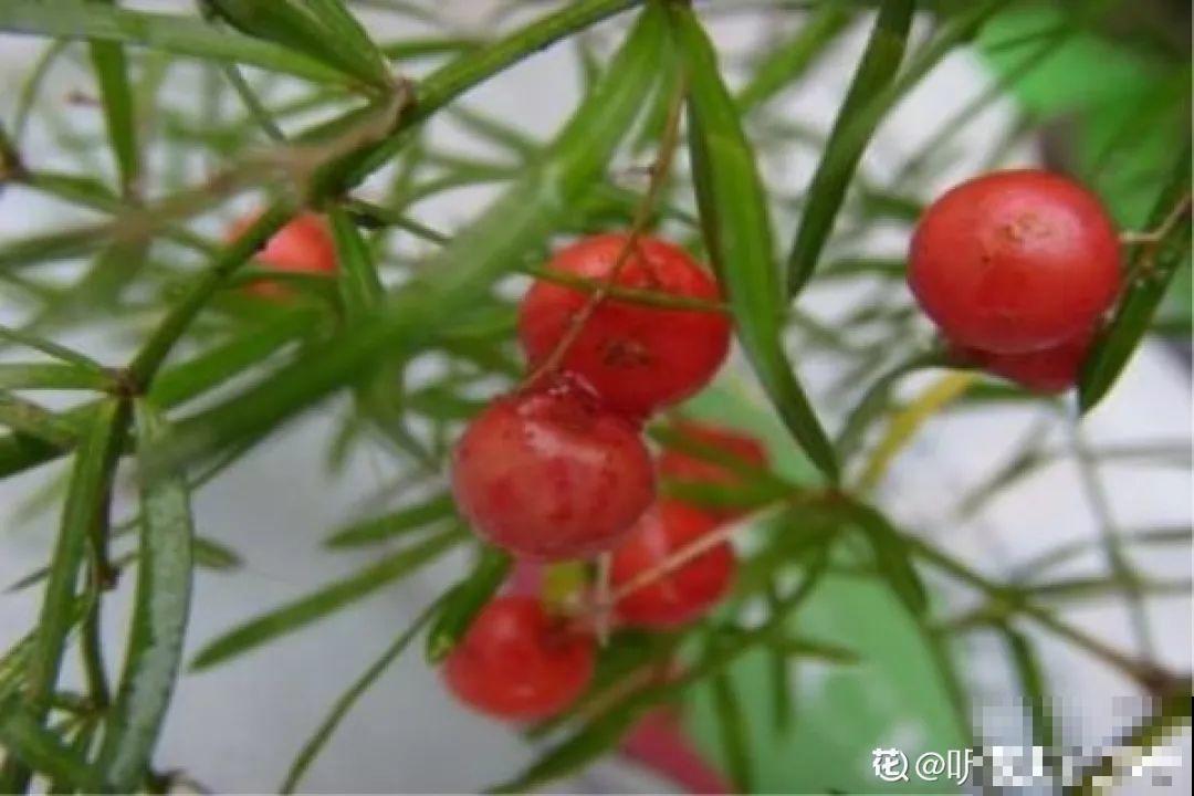 这花极像文竹，叶片翠绿，却比文竹好看好养多了！
