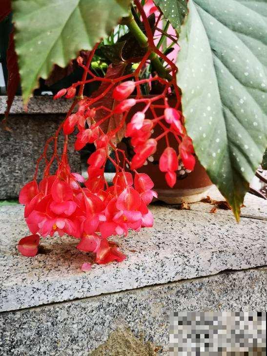这花真耐旱，喷喷水就能活，一串花能开30朵