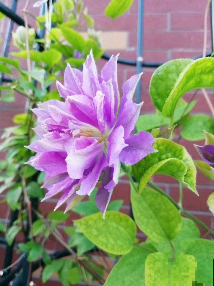 这花冬天很好养，把这几个要点做好，明年还你一面花墙！