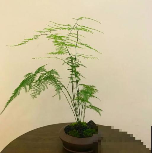 文竹要舍得剪，剪成“小森林”，摆在家里特别赏心悦目！