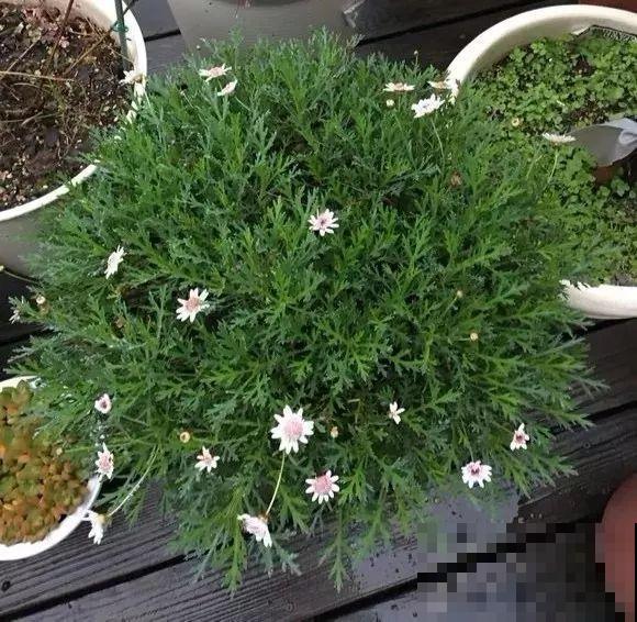 这花就要虐着养，一长高就剪，能开大半年！