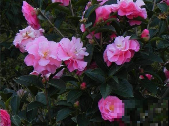 茶花迎来盛花期，16个最美品种，养一棵就足了！