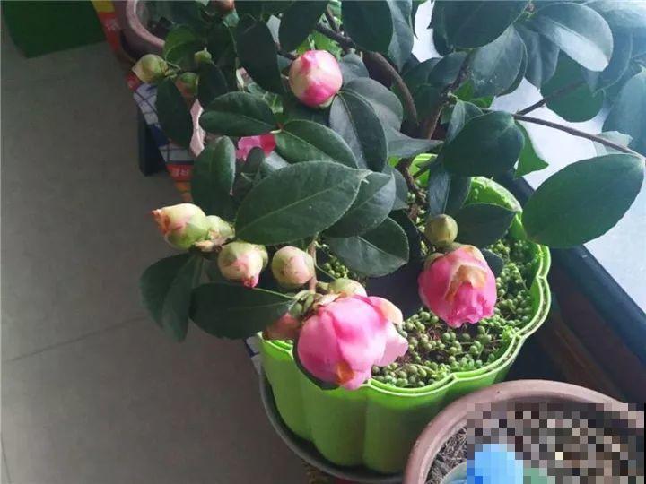 这10种花要慎买，小心养不活，心里贼难受！