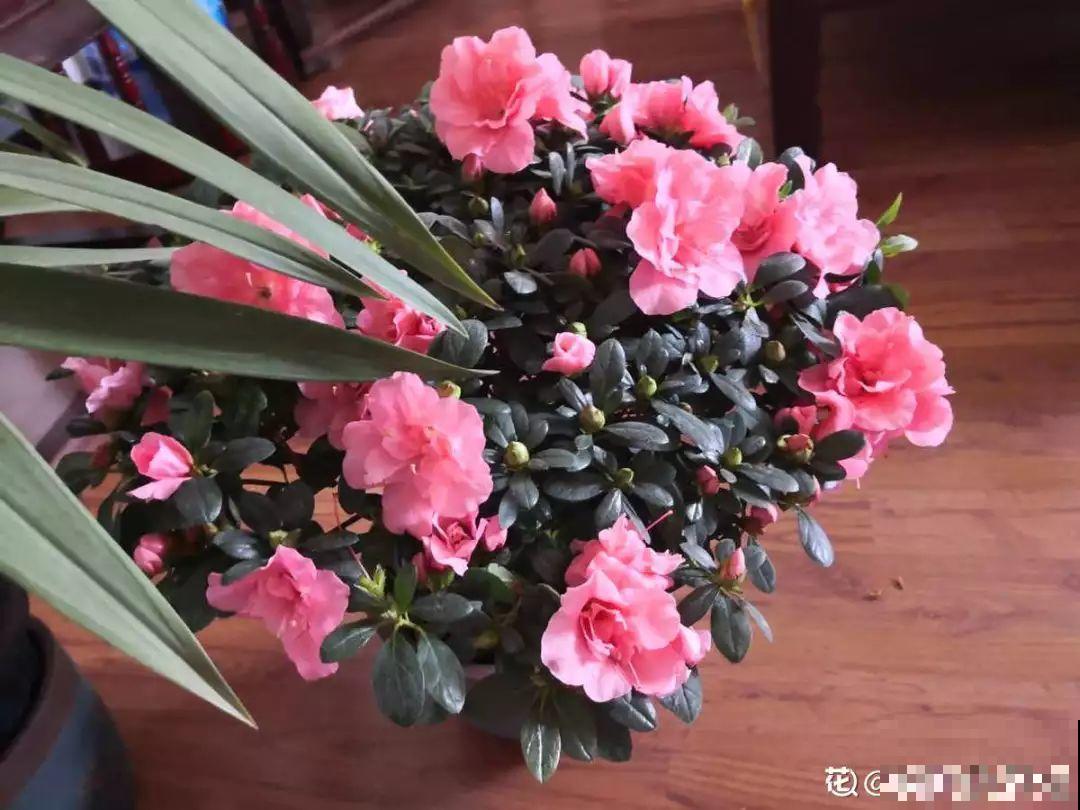 这10种花要慎买，小心养不活，心里贼难受！