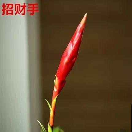 这花一开就是大半年，红红火火，不知道的还以为是塑料花！