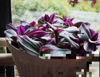 养吊兰太久审美疲劳？赶紧种盆这品种，叶子比油画还美！