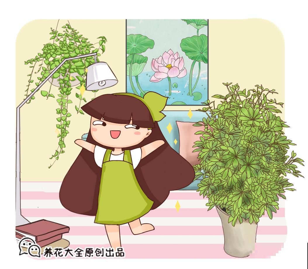 过年了，给花洗个澡，干干净净过新年
