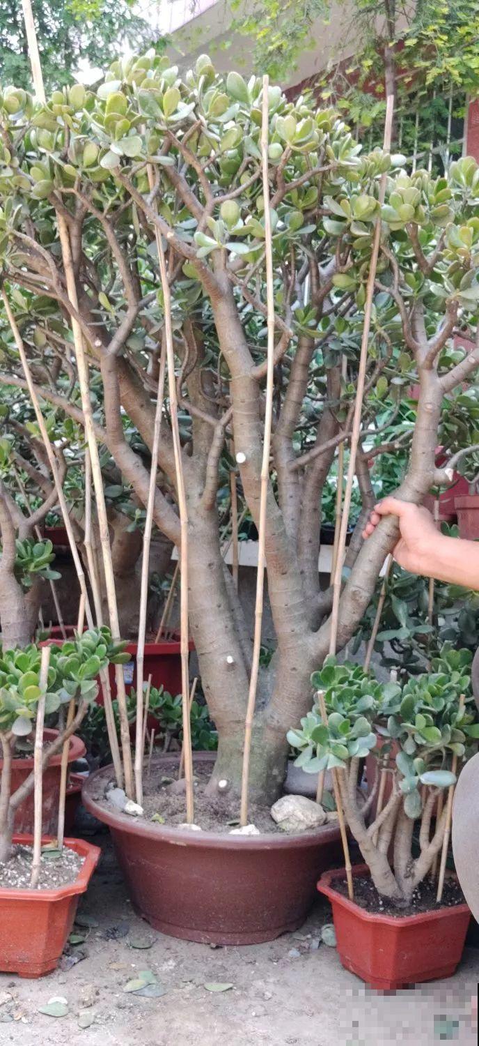 养了20年的玉树，杆子比大腿还粗，满树白花跟下雪了一样！