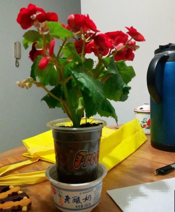 10种花，冬天切记管住手，小心浇完水就掉叶子！