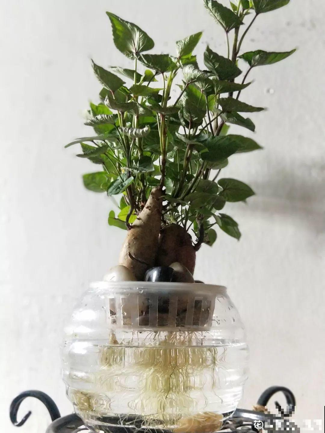 养不活的花丢鱼缸里，沾水立马就疯长，大冬天呼呼长不停！