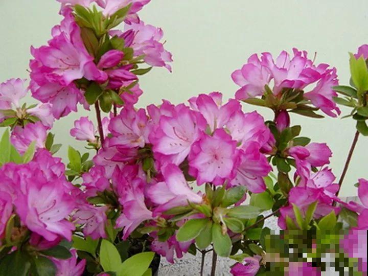 都说这花难养，10年不换盆，年年开花成宝贝！