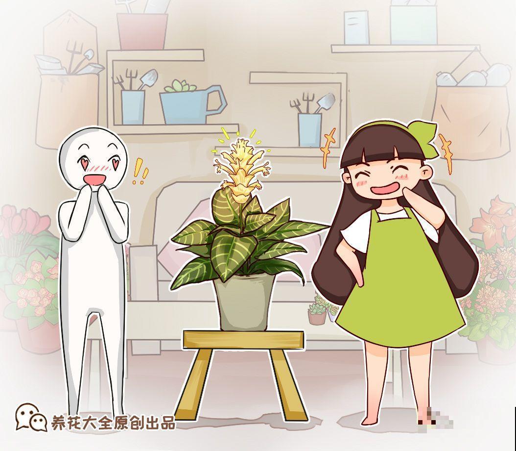 有品味的人，都爱养这2种花，10盆都不嫌多！