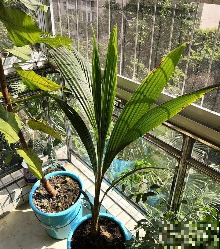 5块钱的水果埋土里，半年养成守家树，邻居都想花钱买！